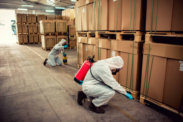 Best Local Pest Control Services  in Plum Grove, TX