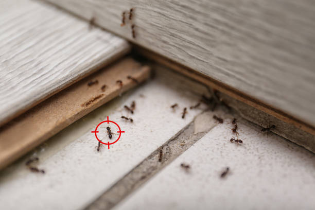Best Affordable Pest Control Services  in Plum Grove, TX