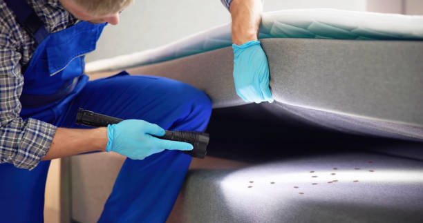 Best Residential Pest Control  in Plum Grove, TX