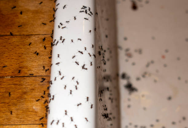 Best Ant Control Services  in Plum Grove, TX